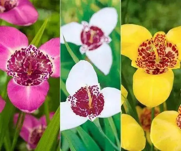 Tiger Flowers Mix-BULBS, BLOOM ALL SUMMER - Caribbean garden seed