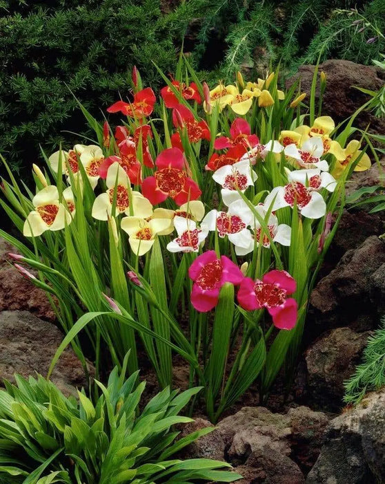 Tiger Flowers Mix-BULBS, BLOOM ALL SUMMER - Caribbean garden seed