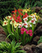 Tiger Flowers Mix-BULBS, BLOOM ALL SUMMER - Caribbean garden seed