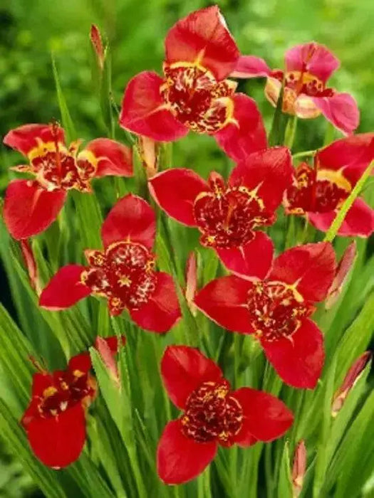 Tiger Flowers Mix-BULBS, BLOOM ALL SUMMER - Caribbean garden seed