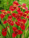 Tiger Flowers Mix-BULBS, BLOOM ALL SUMMER - Caribbean garden seed