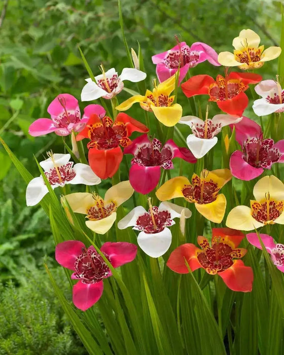 Tiger Flowers Mix-BULBS, BLOOM ALL SUMMER - Caribbean garden seed