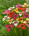 Tiger Flowers Mix-BULBS, BLOOM ALL SUMMER - Caribbean garden seed