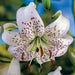 Tiger Lily- White, (3 Bulb/Plants) Snow white speckled beauties, - Caribbean garden seed