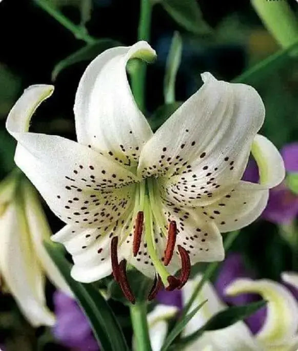 Tiger Lily- White, (3 Bulb/Plants) Snow white speckled beauties, - Caribbean garden seed