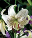 Tiger Lily- White, (3 Bulb/Plants) Snow white speckled beauties, - Caribbean garden seed