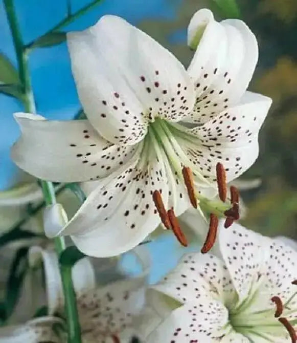 Tiger Lily- White, (3 Bulb/Plants) Snow white speckled beauties, - Caribbean garden seed
