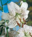 Tiger Lily- White, (3 Bulb/Plants) Snow white speckled beauties, - Caribbean garden seed