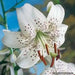 Tiger Lily- White, (3 Bulb/Plants) Snow white speckled beauties, - Caribbean garden seed