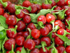 Time Bomb PEPPER SEEDS ( Capsicum annuum ) LOW heat - Caribbean garden seed