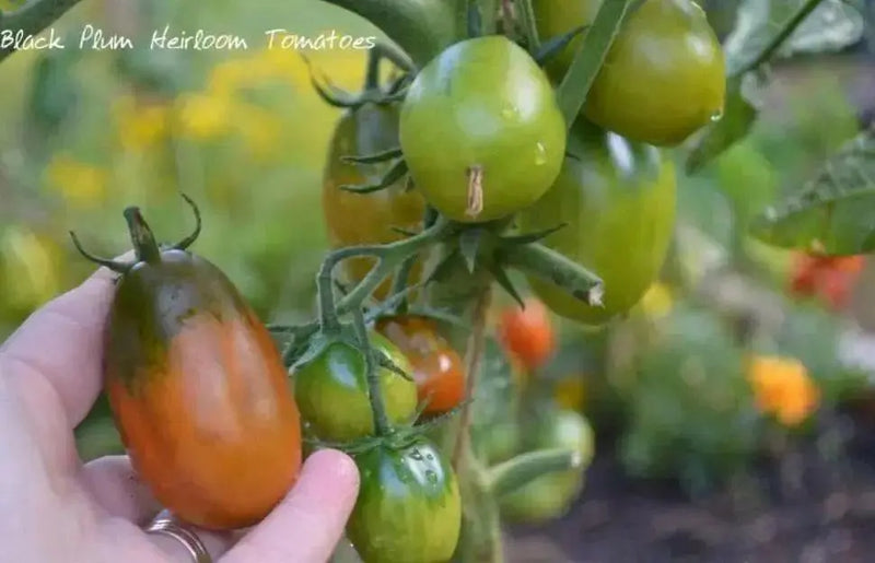 Tomato, Black Plum ( Lycopersicon lycopersicum) Open Pollinated ,Heirloom, Organic ! Super Sweet - Caribbean garden seed