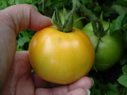 Tomato Seeds - 'Golden Jubilee'Heirloom - Open Pollinated,SWEET & JUICY - Caribbean garden seed