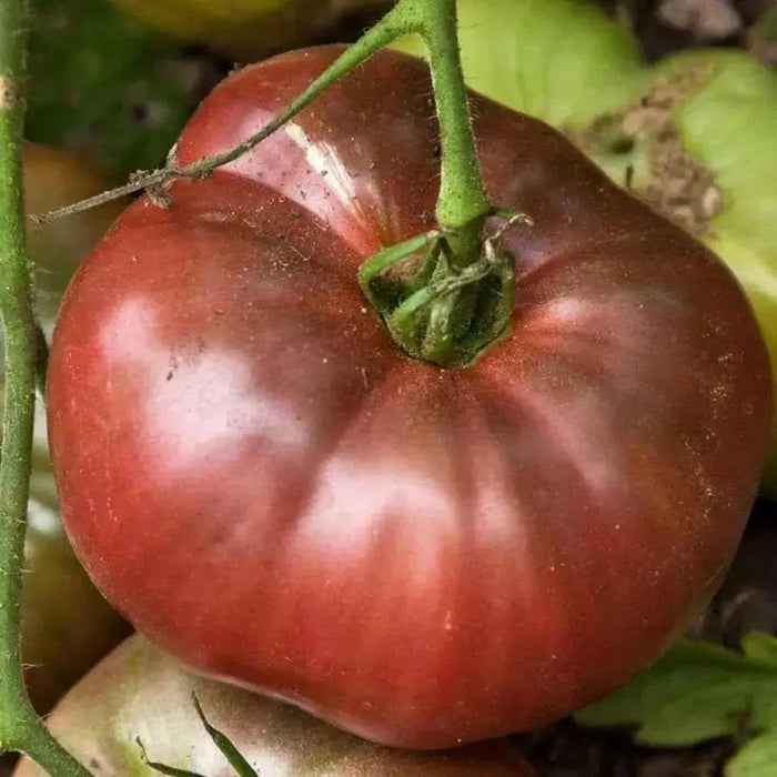 Tomato LIVE PLANT - CHEROKEE PURPLE Heirloom  VEGETABLE - Caribbean garden seed