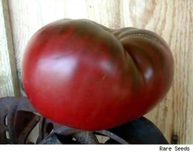 Tomato LIVE PLANT - CHEROKEE PURPLE Heirloom  VEGETABLE - Caribbean garden seed