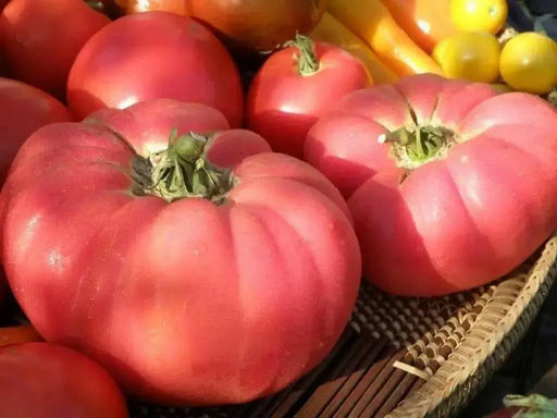 Tomato Seeds, German Pink, Meaty flesh with few seed, Heirloom Tomato - Caribbean garden seed