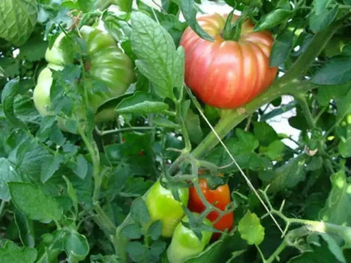 Tomato Seeds, German Pink, Meaty flesh with few seed, Heirloom Tomato - Caribbean garden seed