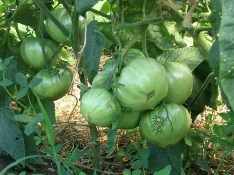Tomato Seeds, German Pink, Meaty flesh with few seed, Heirloom Tomato - Caribbean garden seed