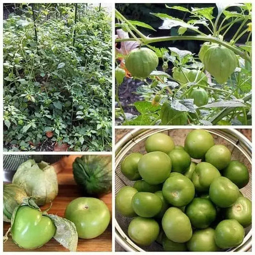 Tomatillo Seed,Tomato Verde,  ,Asian Vegetable - Caribbean garden seed