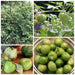 Tomatillo Seed,Tomato Verde,  ,Asian Vegetable - Caribbean garden seed