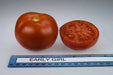 Tomato Seeds (Early Girl) Hybrid, Disease resistance :52 days to maturity - Caribbean garden seed