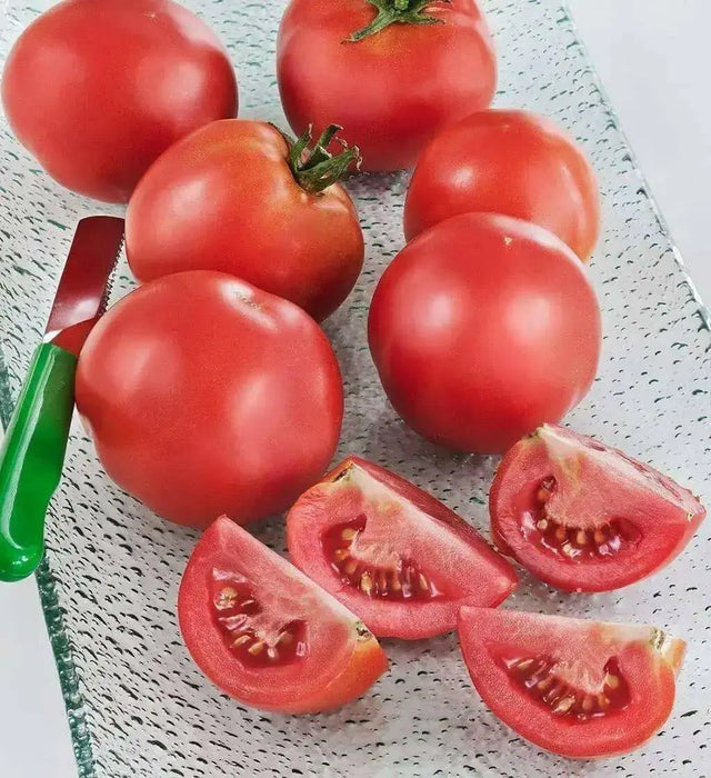 Tomato Seeds (Early Girl) Hybrid, Disease resistance :52 days to maturity - Caribbean garden seed