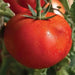 Tomato Seeds (Early Girl) Hybrid, Disease resistance :52 days to maturity - Caribbean garden seed