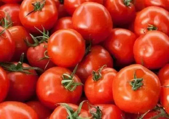 Tomato Seeds (Early Girl) Hybrid, Disease resistance :52 days to maturity - Caribbean garden seed