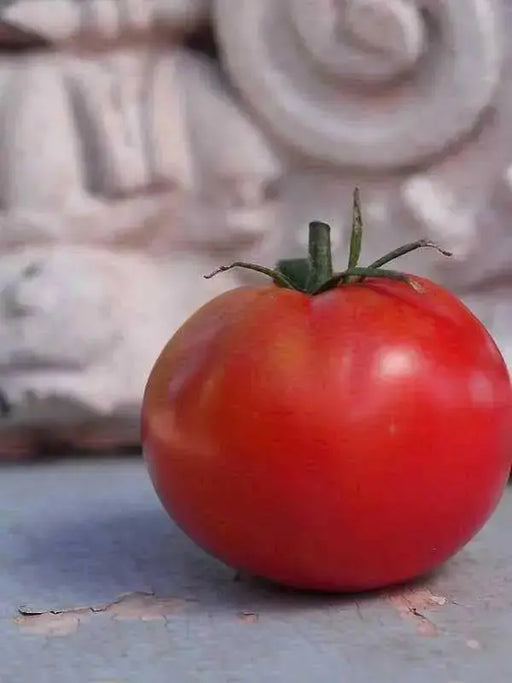 Tomato Seeds - ' Ace 55 heirloom tomato - Open Pollinated,SWEET & JUICY - Caribbean garden seed