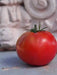 Tomato Seeds - ' Ace 55 heirloom tomato - Open Pollinated,SWEET & JUICY - Caribbean garden seed