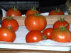 Tomato Seeds - ' Ace 55 heirloom tomato - Open Pollinated,SWEET & JUICY - Caribbean garden seed