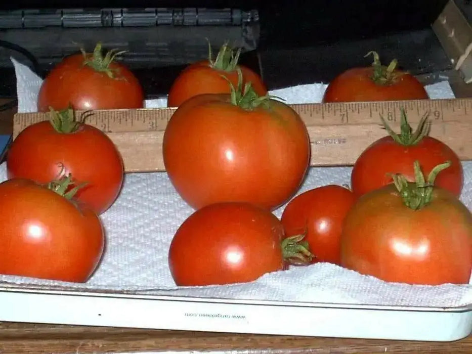 Tomato Seeds - ' Ace 55 heirloom tomato - Open Pollinated,SWEET & JUICY - Caribbean garden seed