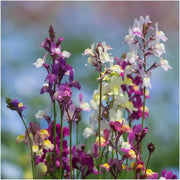 Toadflax Flowers Seeds -fairy mixed, annual - Caribbean garden seed