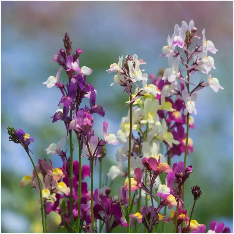 Toadflax Flowers Seeds -fairy mixed, annual - Caribbean garden seed
