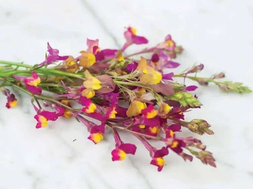 Toadflax Flowers Seeds -fairy mixed, annual - Caribbean garden seed