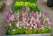 Toadflax Flowers Seeds -fairy mixed, annual - Caribbean garden seed