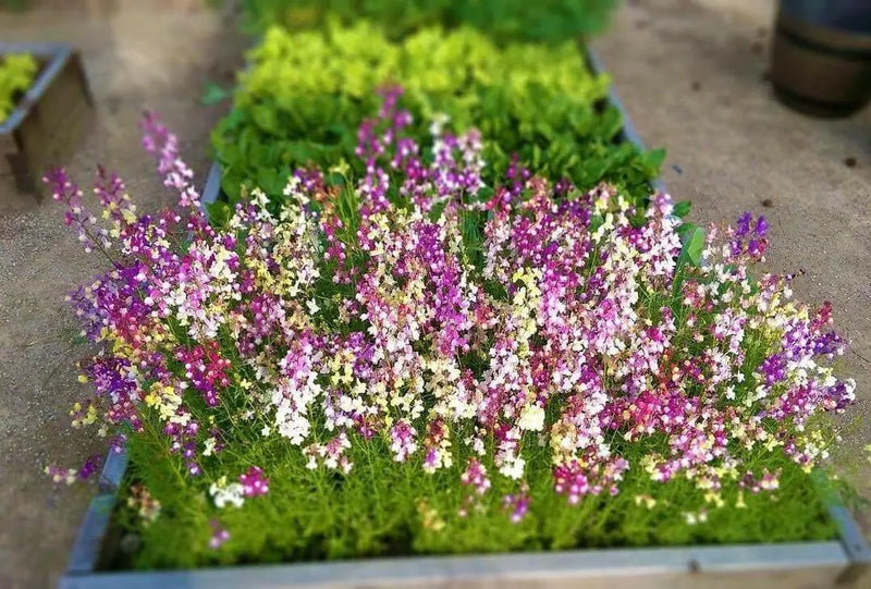 Toadflax Flowers Seeds -fairy mixed, annual - Caribbean garden seed