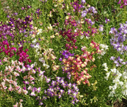 Toadflax Flowers Seeds -fairy mixed, annual - Caribbean garden seed