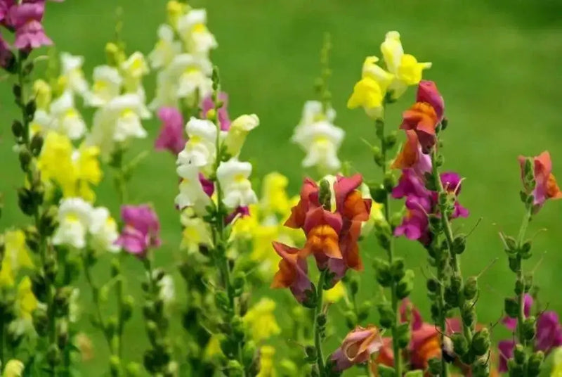 Toadflax Flowers Seeds -fairy mixed, annual - Caribbean garden seed