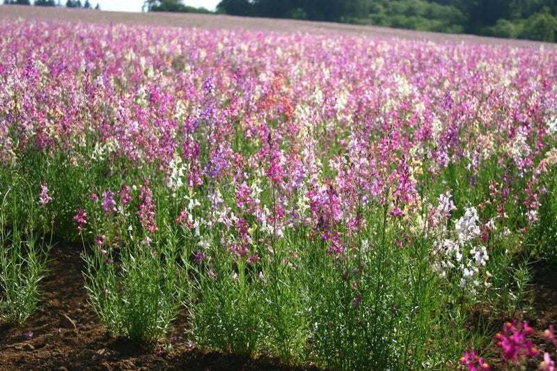 Toadflax Flowers Seeds -fairy mixed, annual - Caribbean garden seed