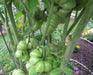 Tomato Seeds -'Costoluto Genovese' heirloom tomato -SWEET & JUICY - Caribbean garden seed