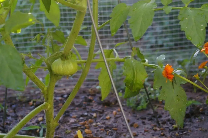 Tomato Seeds -'Costoluto Genovese' heirloom tomato -SWEET & JUICY - Caribbean garden seed