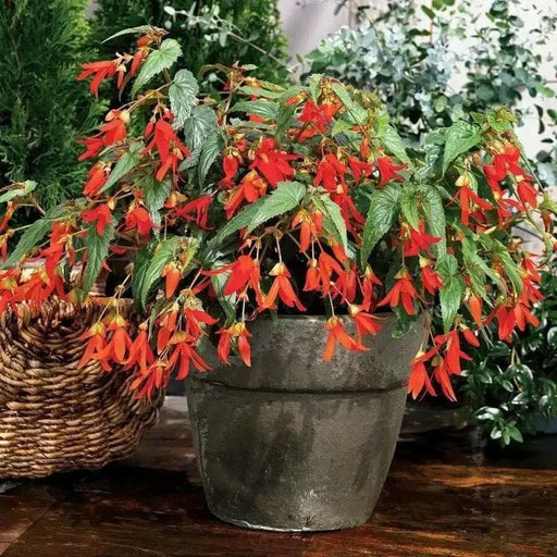 Trailing Begonia Seeds - Santa Cruz Sunset - Caribbean garden seed
