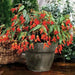 Trailing Begonia Seeds - Santa Cruz Sunset - Caribbean garden seed