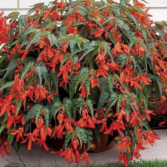 Trailing Begonia Seeds - Santa Cruz Sunset - Caribbean garden seed