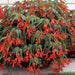 Trailing Begonia Seeds - Santa Cruz Sunset - Caribbean garden seed