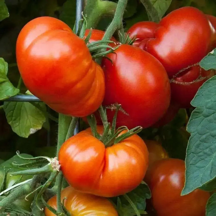 Tomato Seeds -Beefsteak tomato  - Open Pollinated,SWEET & JUICY - Caribbean garden seed