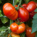 Tomato Seeds -Beefsteak tomato  - Open Pollinated,SWEET & JUICY - Caribbean garden seed