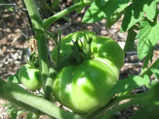 Tomato Seeds -Beefsteak tomato  - Open Pollinated,SWEET & JUICY - Caribbean garden seed