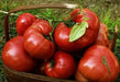 Tomato Seeds -Beefsteak tomato  - Open Pollinated,SWEET & JUICY - Caribbean garden seed