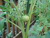Tomato Seeds -Beefsteak tomato  - Open Pollinated,SWEET & JUICY - Caribbean garden seed